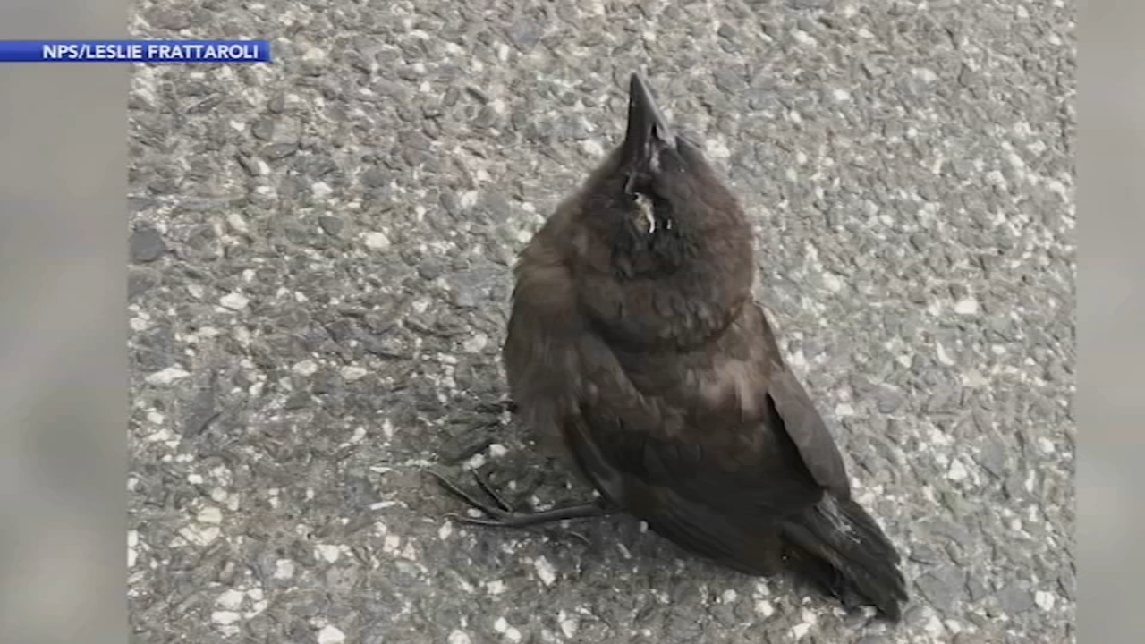 Experts investigate mysterious disease killing songbirds