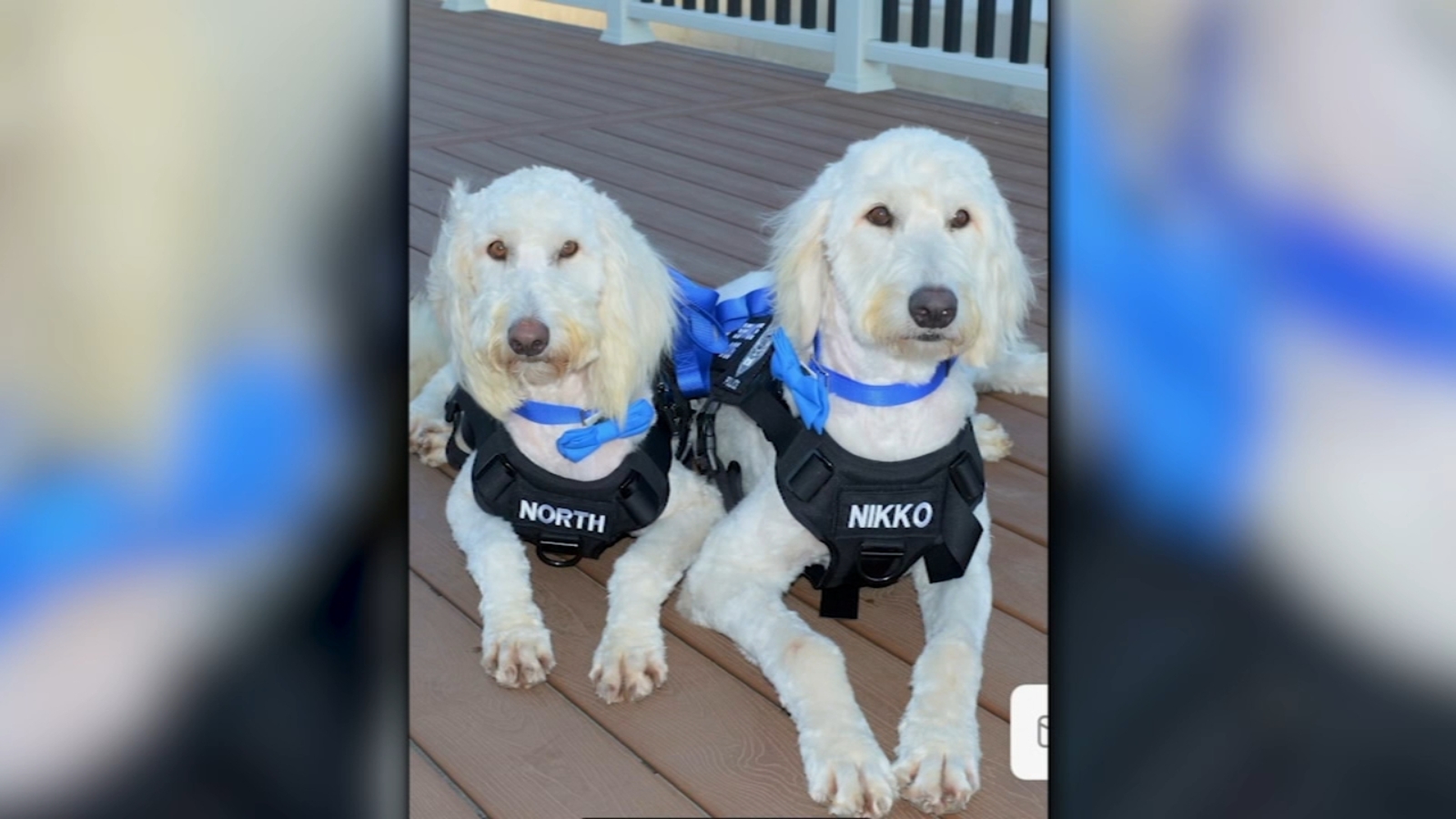 2 missing Fresno County District Attorney's Office service dogs found