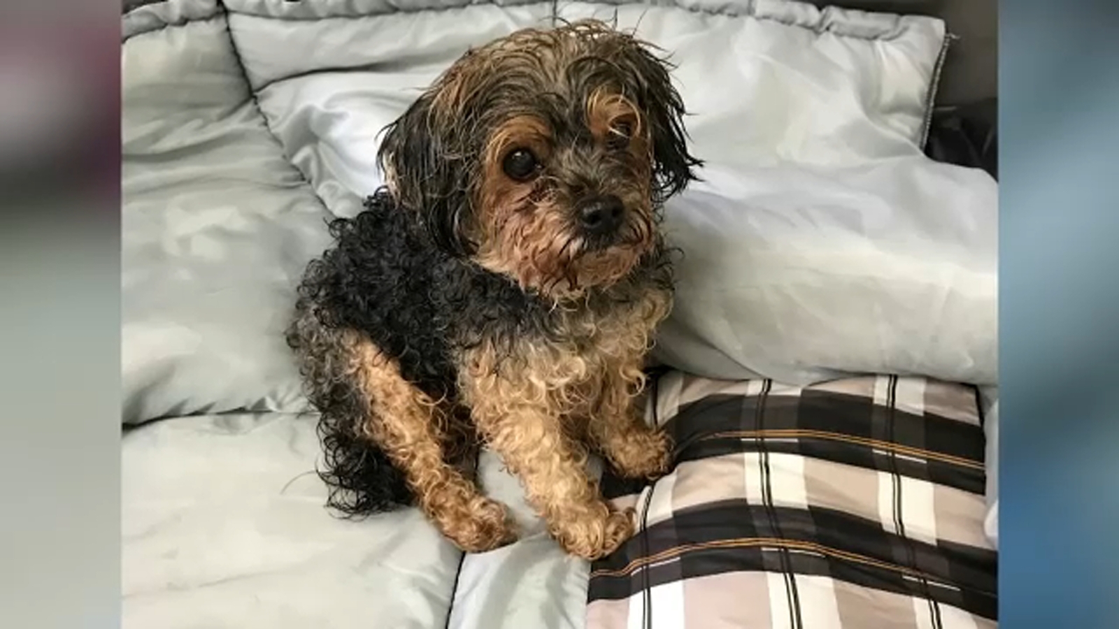 Pet Reunited Dog And Owner Together Again After Separation Of 7 Years More Than A Thousand Miles Abc7 New York