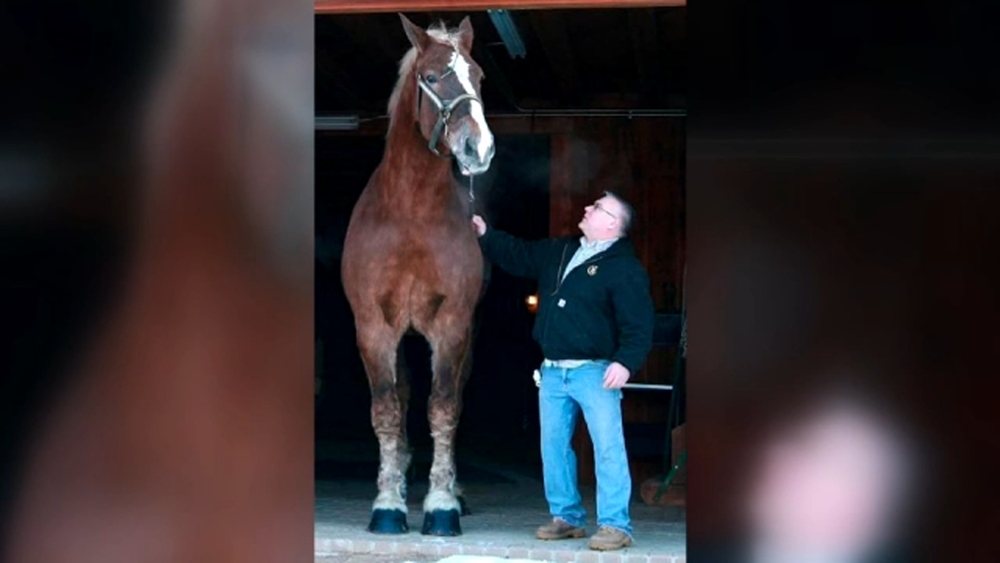 World's tallest horse Big Jake dies in Wisconsin at age 20