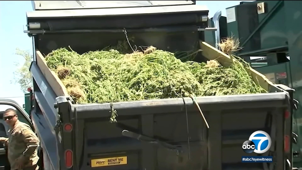 Drug cartels stealing millions of gallons of water for marijuana grows