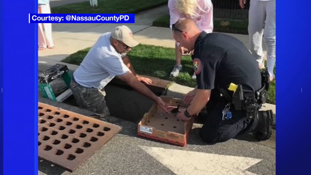 Ducks in distress: LI officers rescue ducklings stuck in a sewer