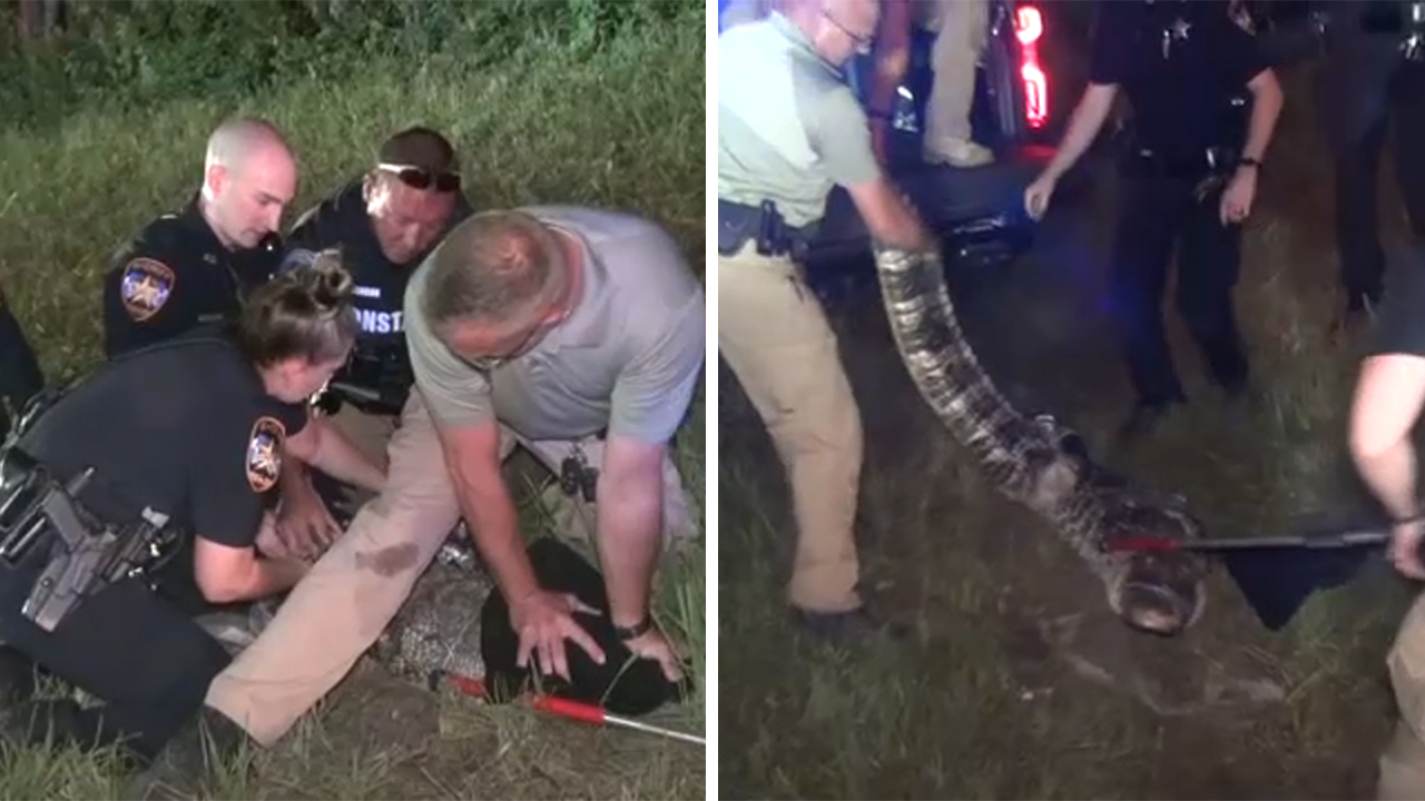 Gator spotted on road gives Montgomery Co. deputies a hard time