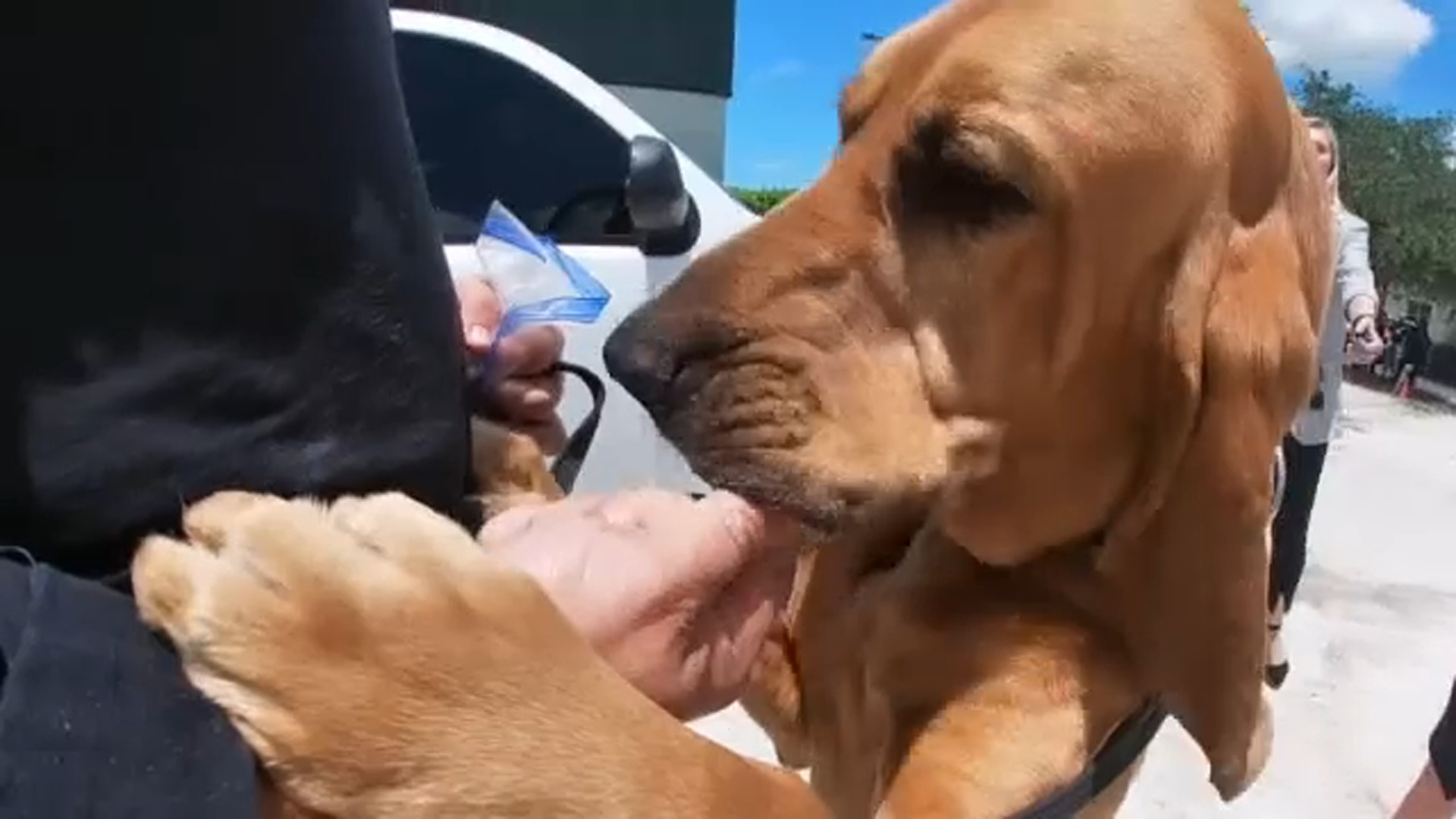 K-9 tracks down girl missing during Tropical Storm Elsa