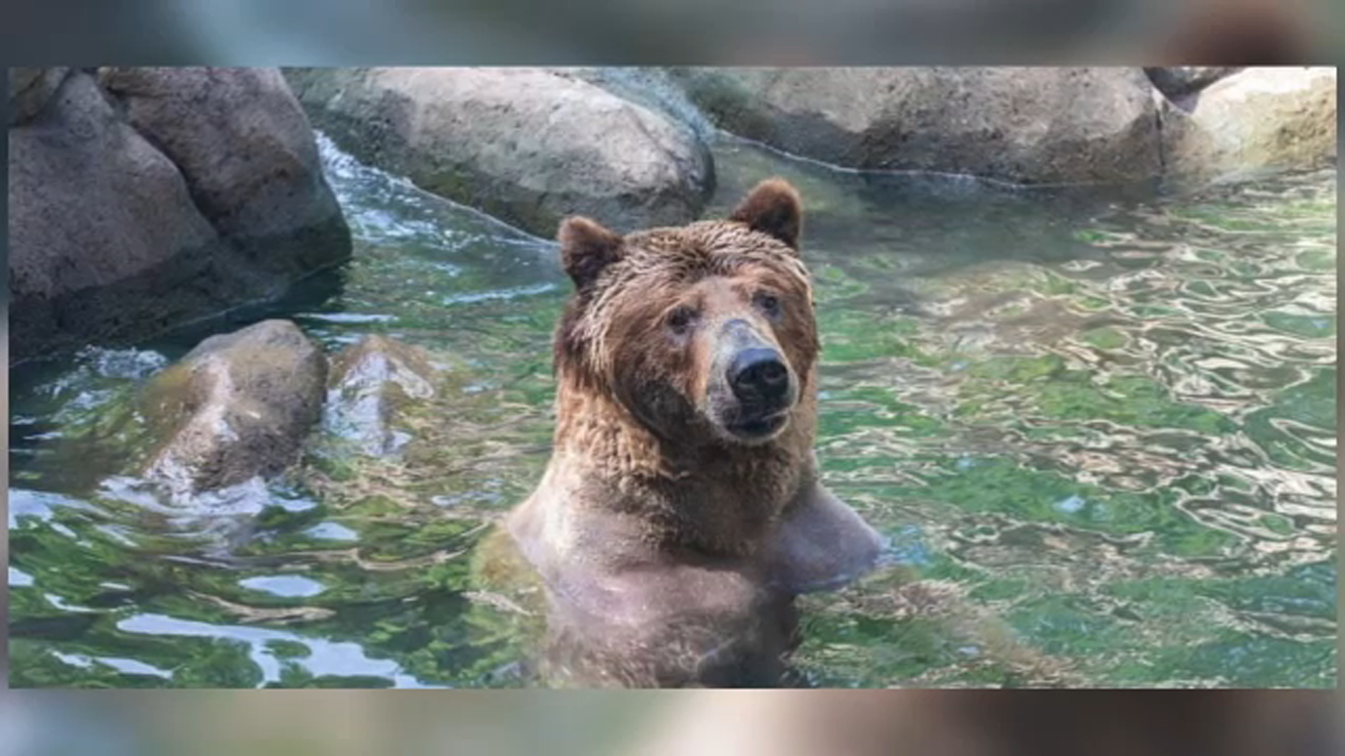 Tommo, the beloved 31-year-old grizzly bear, dies at NC Zoo