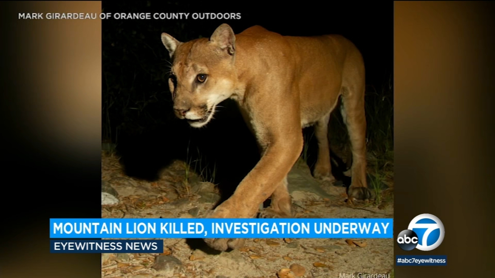 Local mountain lion known as 'Scar' or 'El Cobre' shot and killed in ...