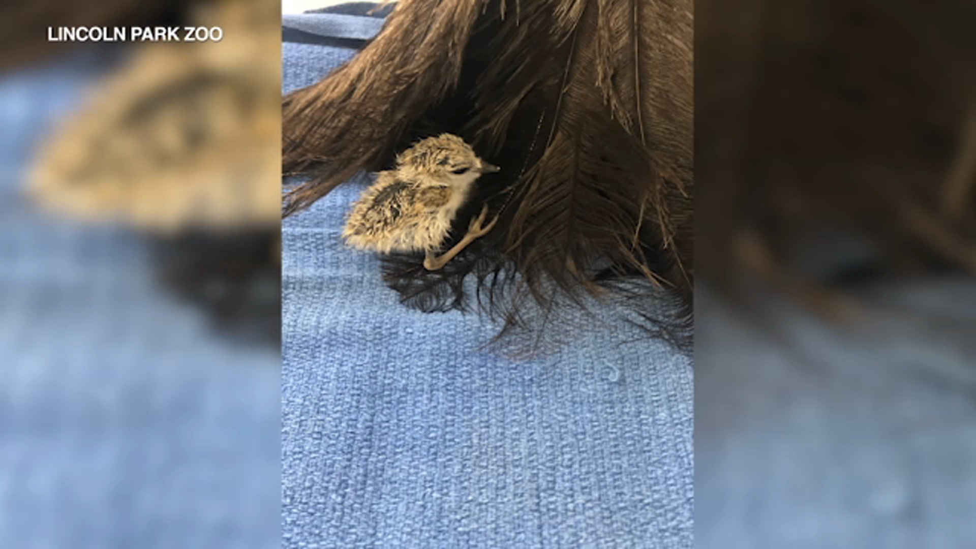 4th piping plover chick hatches at Lincoln Park Zoo