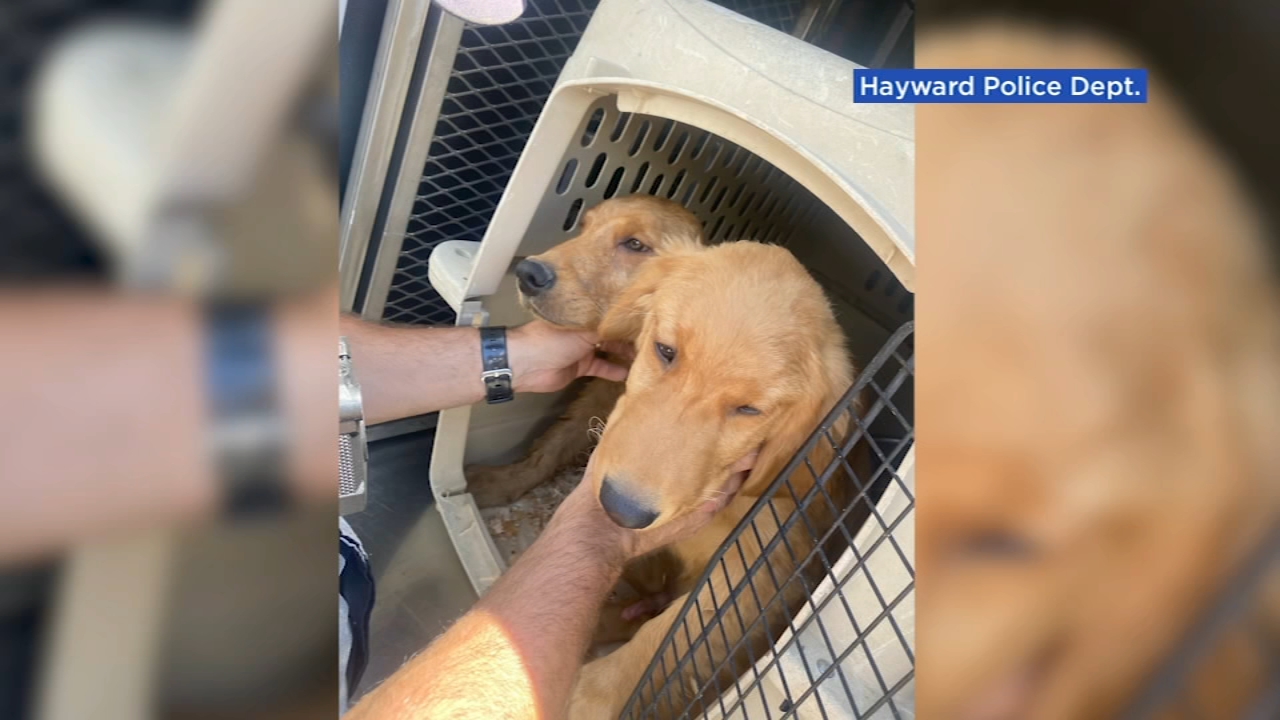 Stolen puppies in Hayward 'shaken up' after botched online sale