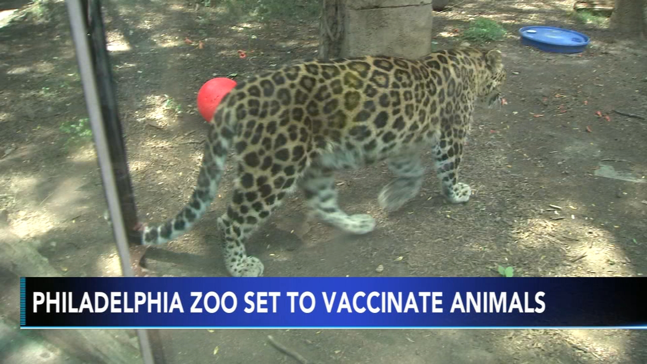 Philadelphia Zoo could soon be vaccinating animals against COVID