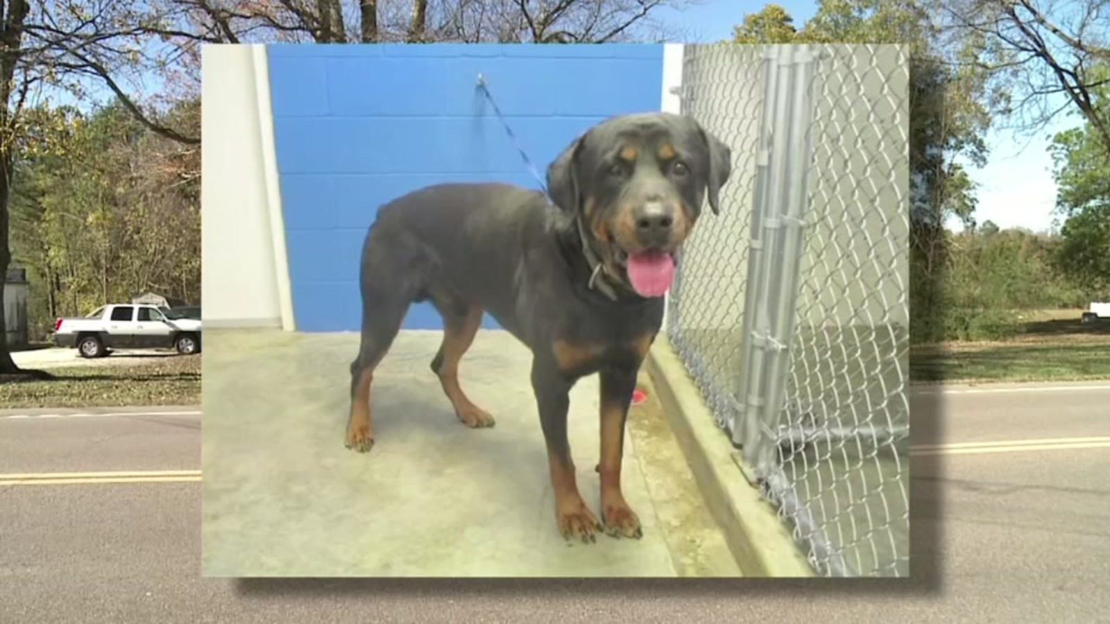 Police Tennessee man killed by dog he had adopted hours earlier 6abc