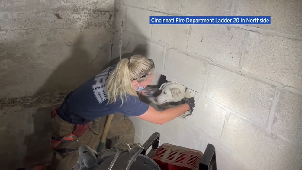Firefighter uses sledgehammer to free dog stuck in wall