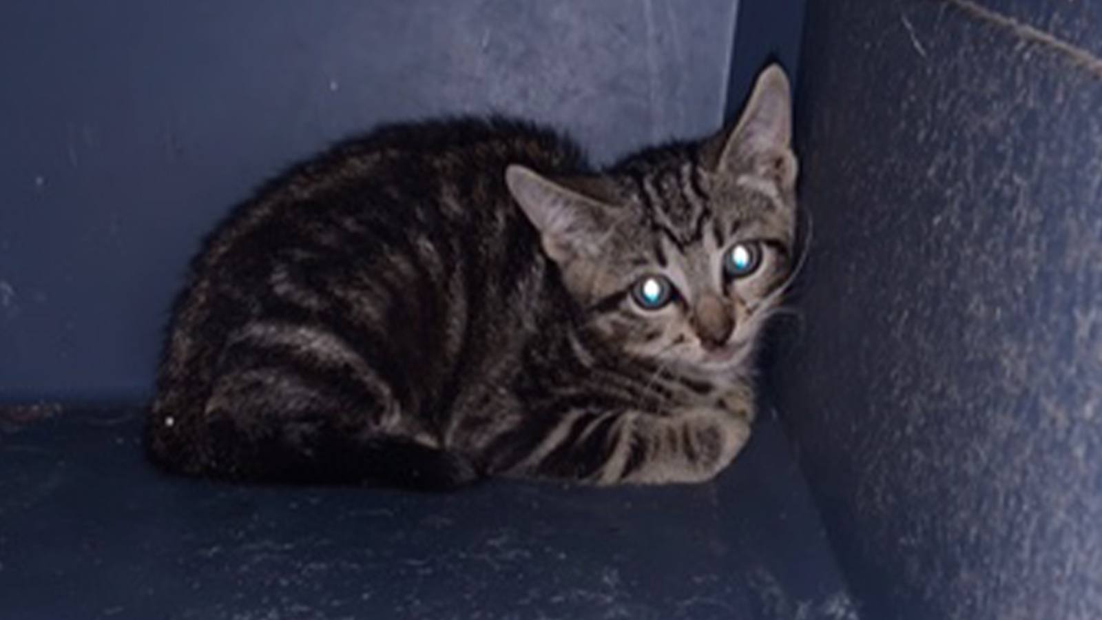 Kitten rescued on Long Island ABC7 New York