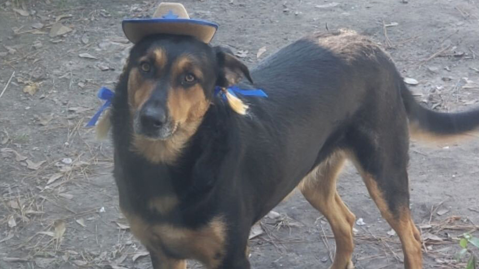 Houston Crime Woman Accused Of Running Over And Killing Service Dog Then Assaulting Its Owner Abc13 Houston