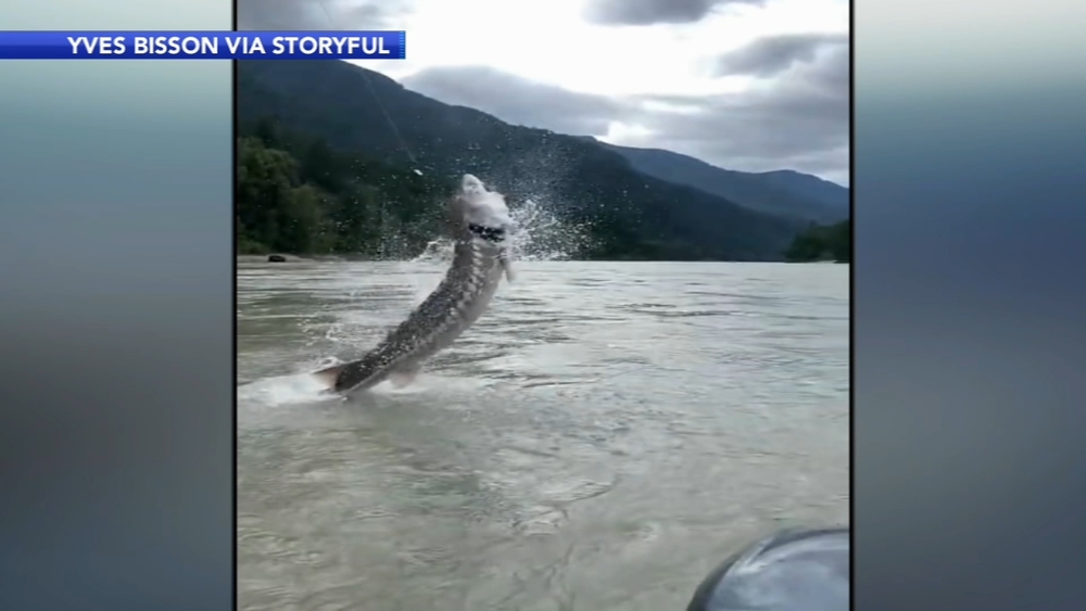 Massive sturgeon leaps from Fraser River in Canada