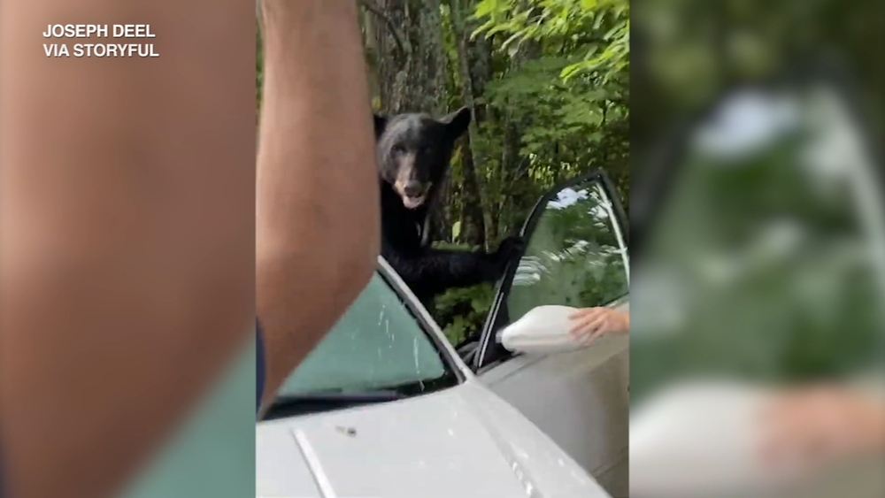 VIDEO: TN man shoos bear from car in Gatlinburg
