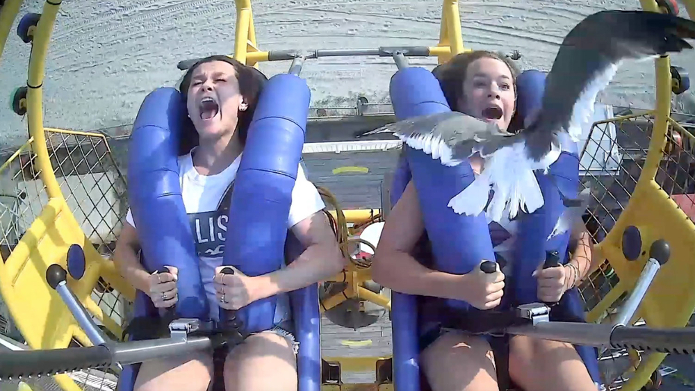 MUST-SEE: Seagull hits teen in face while on Jersey shore ride
