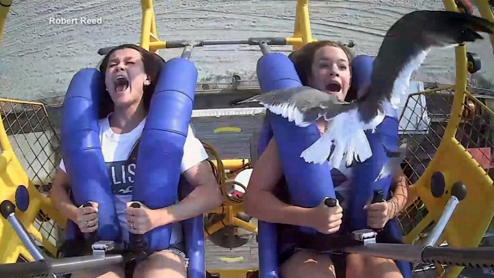 Video: Seagull hits teen in face while on Morey's Piers' SpringShot