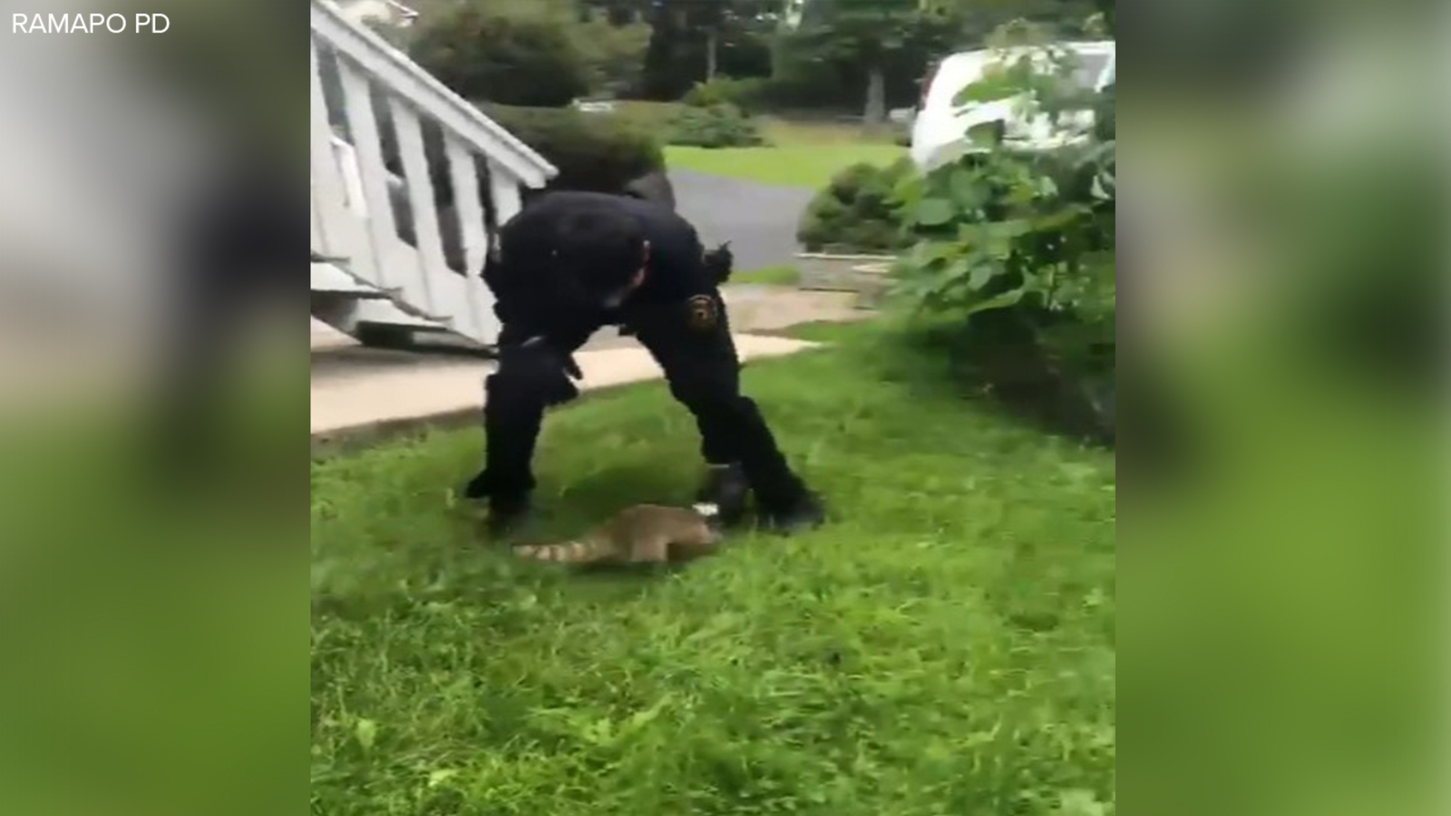 Pulled Raccoon Video shows police officer rescue raccoon with head stuck in can in ...