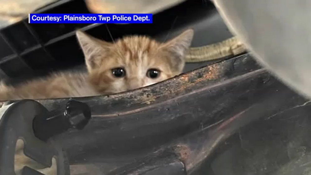 Kitten uses up 2 of its 9 lives during daring highway rescue