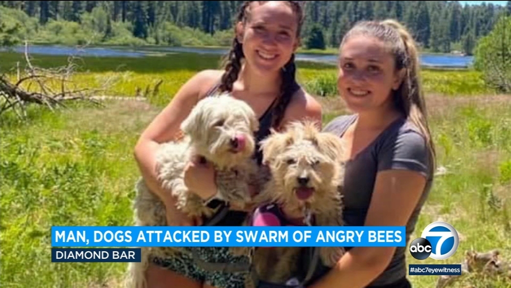 Bee swarm in Diamond Bar kills 2 dogs, injures man