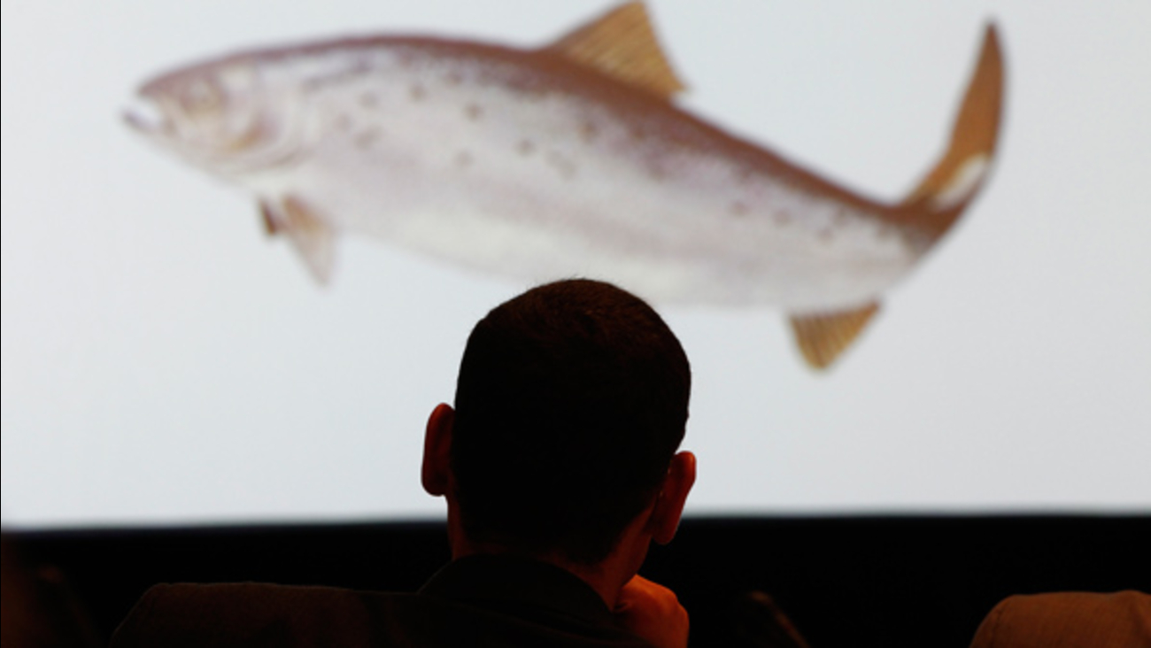 Genetically Modified Salmon