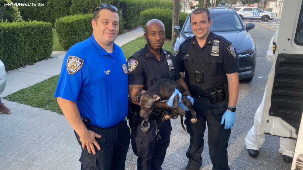 Man arrested, 25 dogs rescued from NYC home