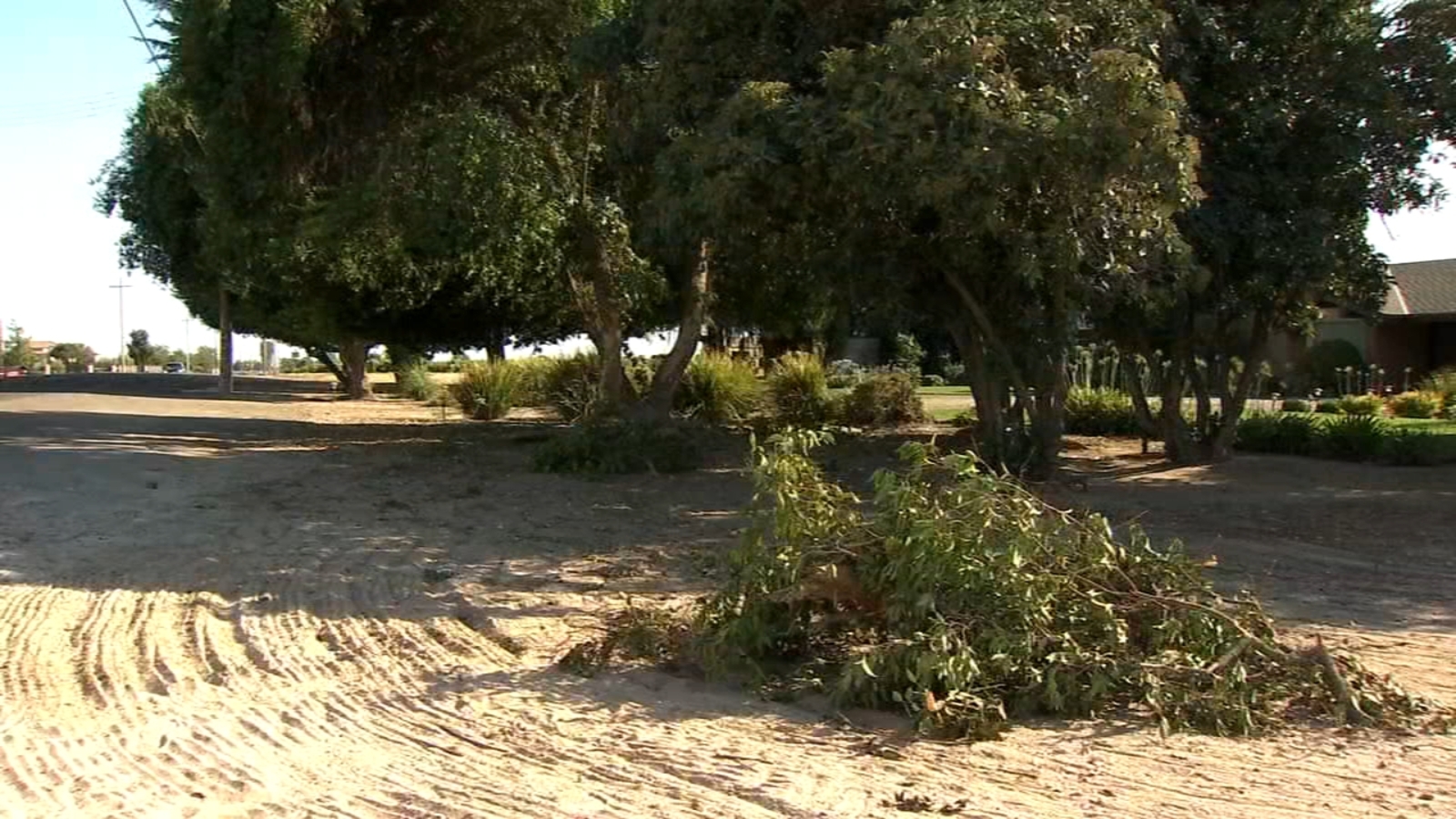 Driver, 2 passengers killed after car slams into tree near Caruthers ABC30 Fresno