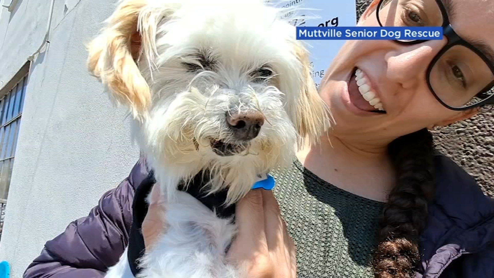 San Francisco S Muttville Dog Rescue Celebrates National Mutt Day With 1st In Person Adoption In 19 Months Abc7 San Francisco