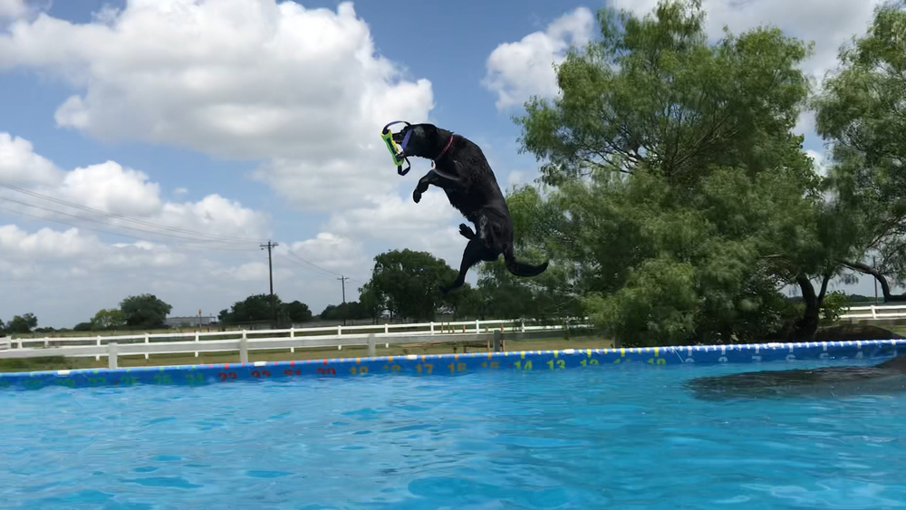 From shelter dog to dock diving champion