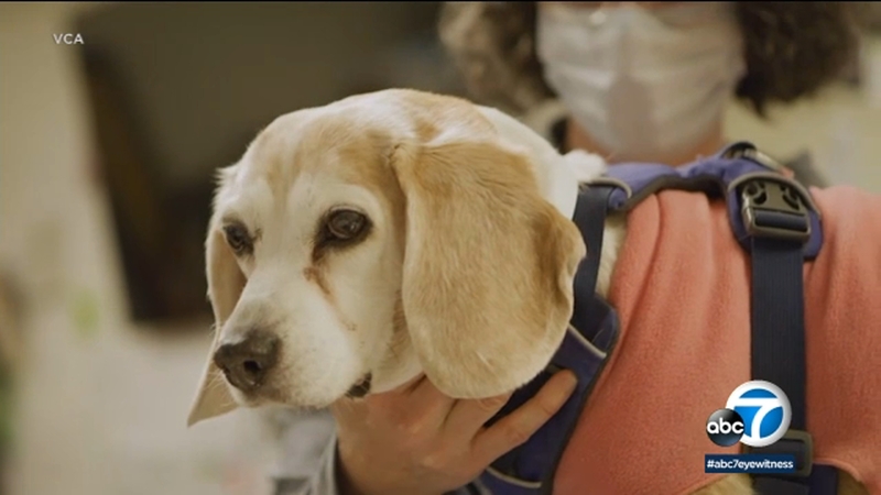 Socal Pet Owners Waiting Days Sometimes Weeks For Veterinarian Appointments Abc7 Los Angeles