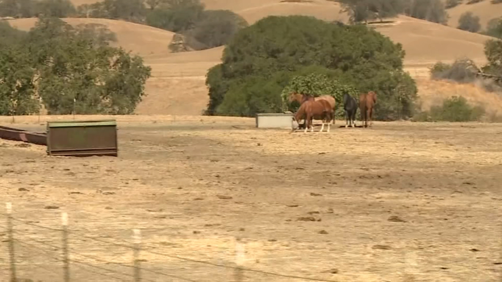 Drought conditions making it tough for California cattle ranchers to