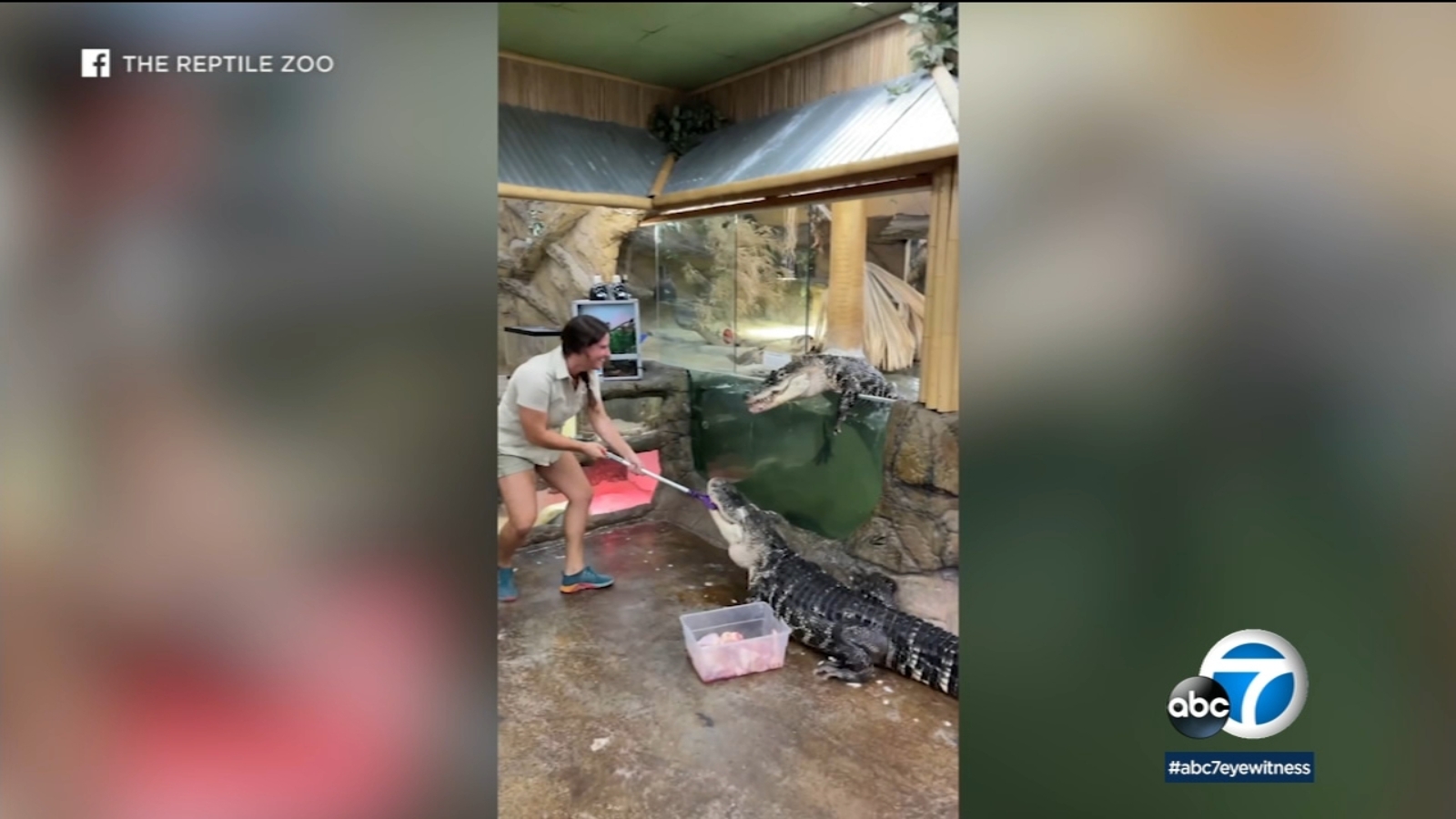 The Reptile Zoo in Fountain Valley seeing flood of business after video