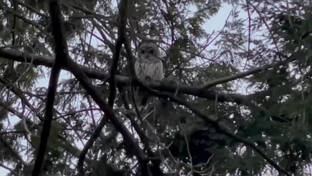 Central Park's beloved barred owl killed in accident