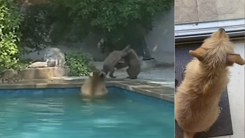 Video California Family S Dog Asks To Go Out And Play With Mama Bear Cubs In The Backyard Abc7 Chicago