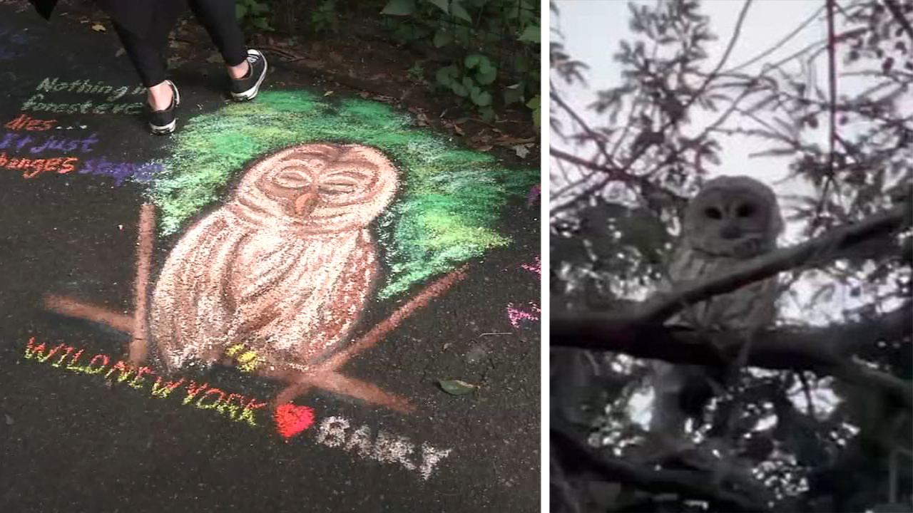 Vigil held for Central Park's beloved barred owl