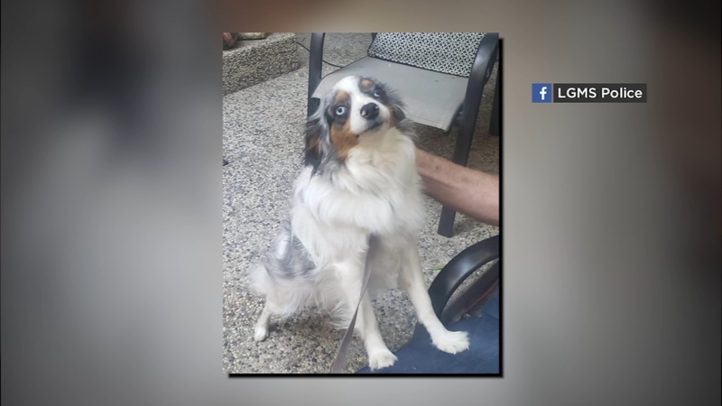 California Police Asks For Public S Help To Find Dog Missing Since Friday Afternoon Abc7 San Francisco