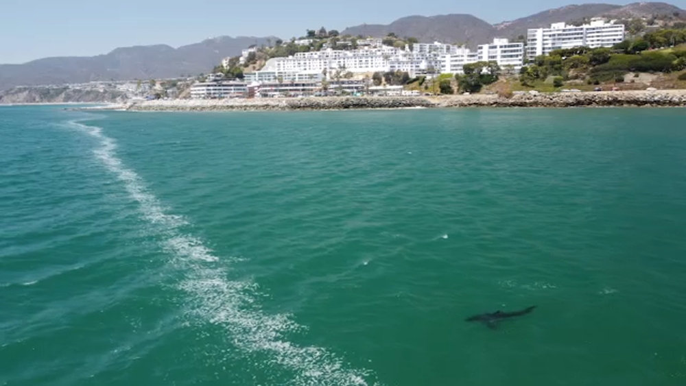 Juvenile great white sharks spotted off Pacific Palisades coast
