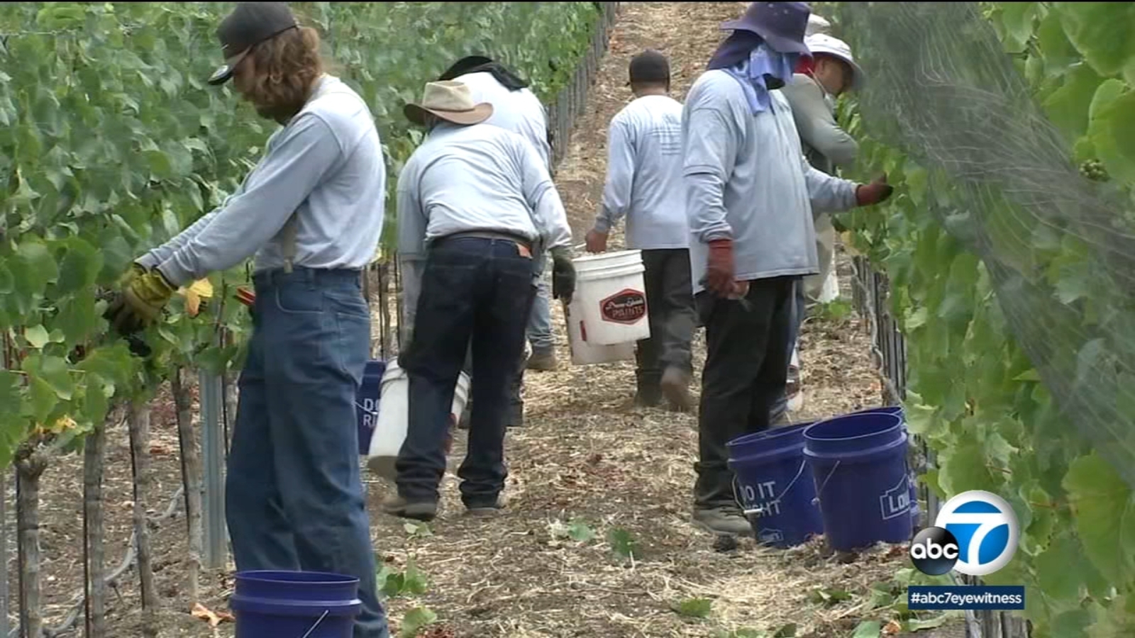 Palos Verdes Peninsula official winegrowing region in Southern