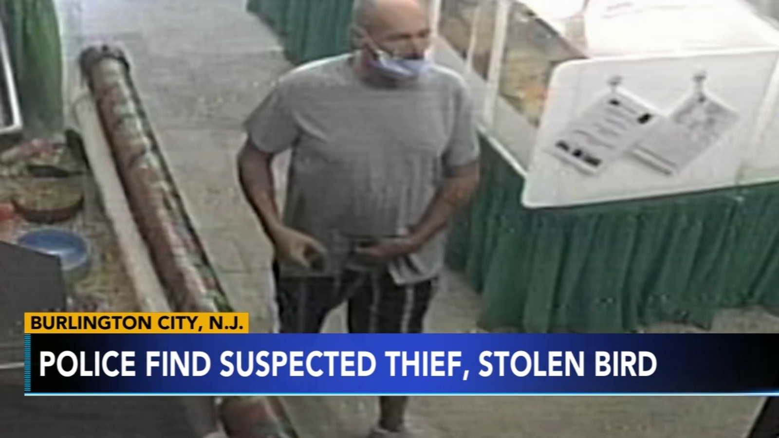 Police locate suspect who stole 2,500 sunset lorikeet from Bird