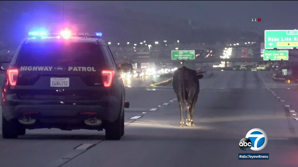 Bull wanders onto 15 Freeway, shutting down traffic in IE