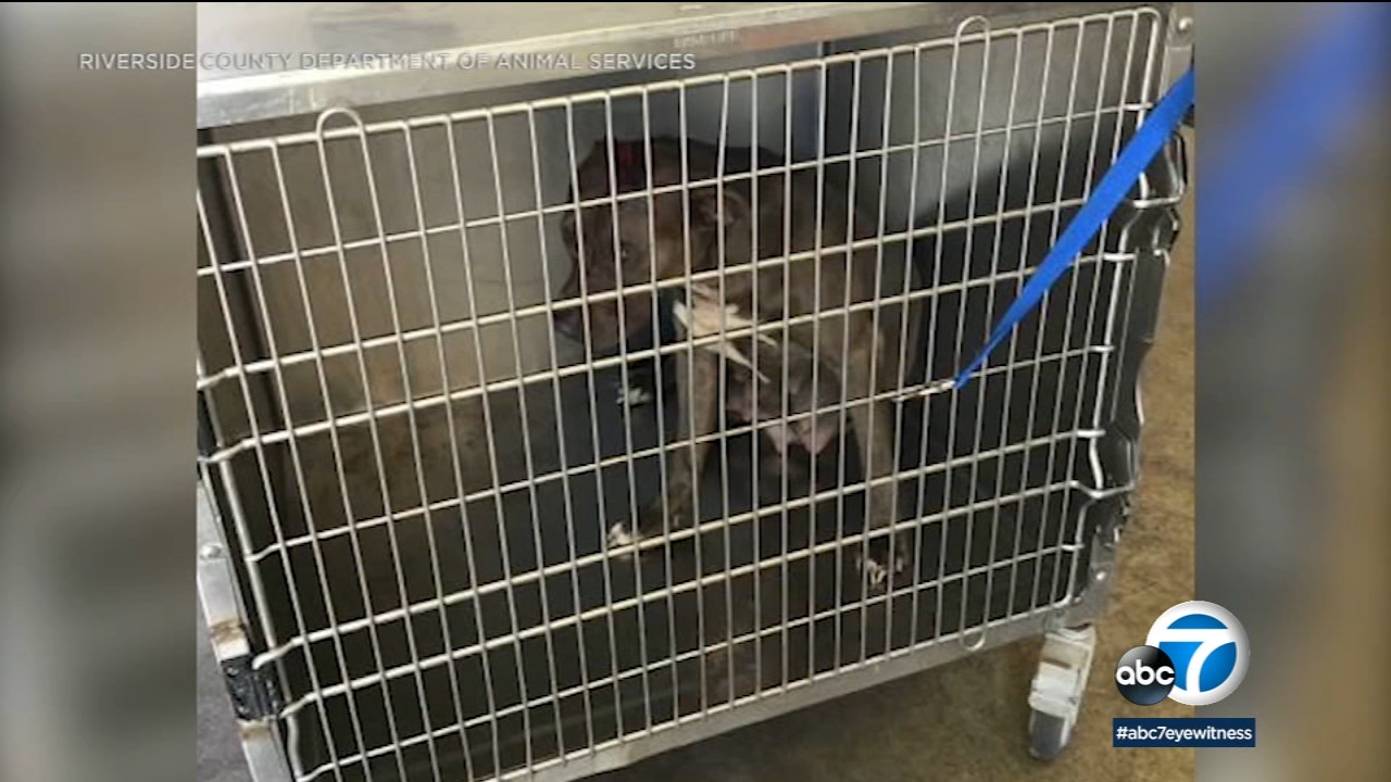 5 hospitalized after 2 separate dog attacks in Santa Ana River bottom