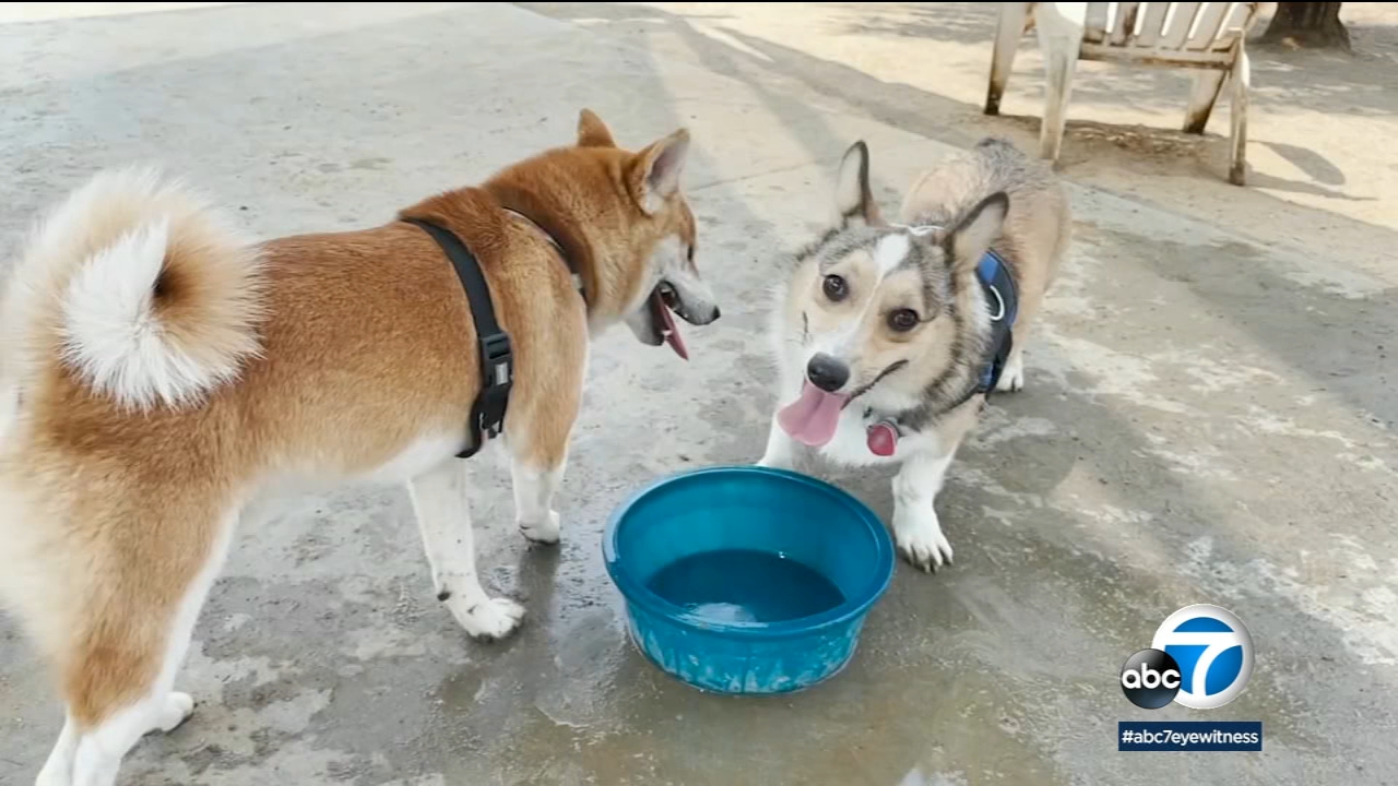 LA County sees largest outbreak of canine influenza