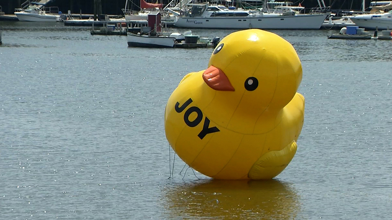 Rubber Duck Mystery Giant Yellow Ducky Suddenly Appears In Belfast Maine Harbor An Unsolved Mystery Loved By Locals Abc7 San Francisco