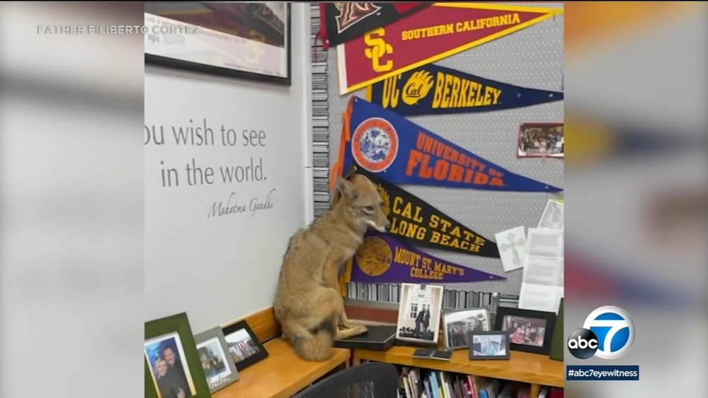 Coyote walks into Northridge classroom