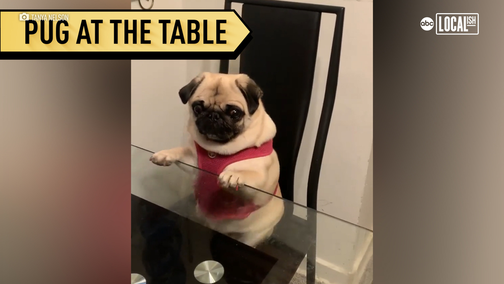 This pug joins her family at the table! 