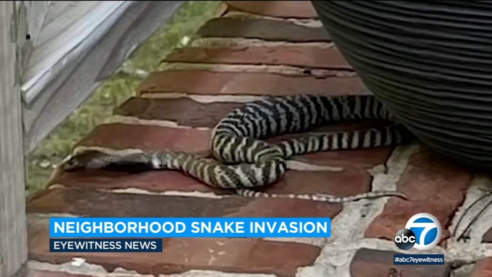 Drought bringing more snakes into SoCal neighborhoods
