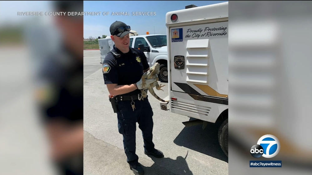 Pit bulls attack animal control officer at Riverside property