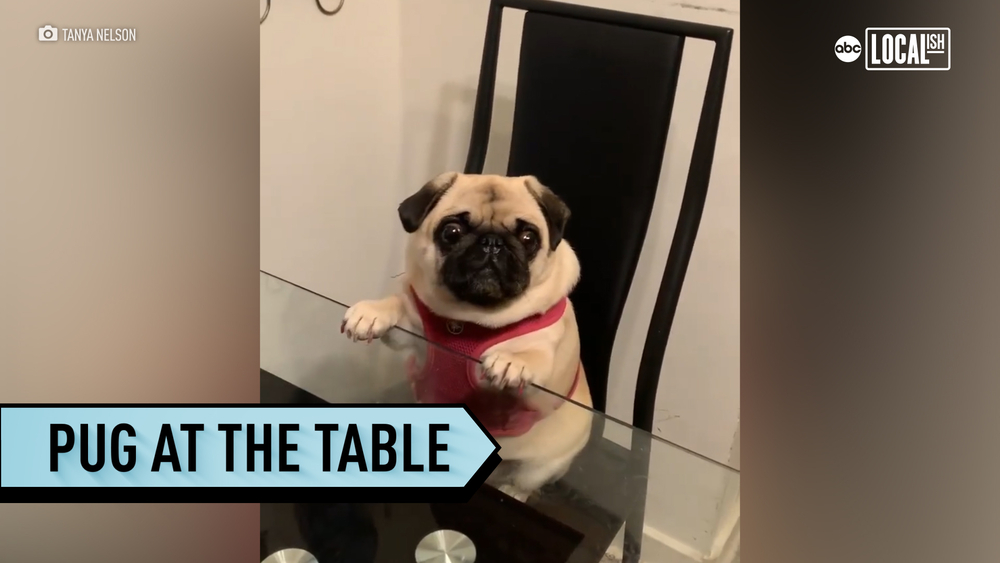 This pug joins her family at the table! 