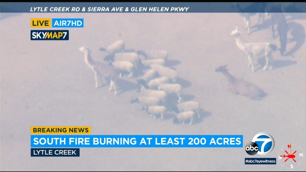 Animals huddle together as fire burns in Lytle Creek area