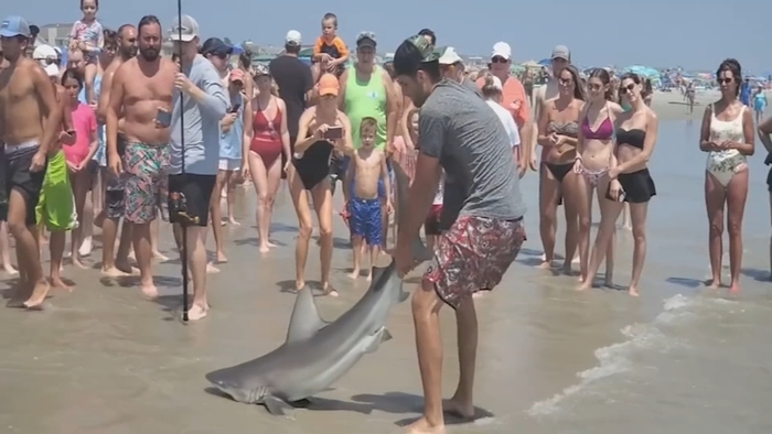 Sharks Abc7 New York